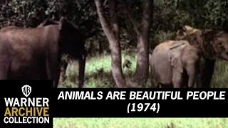 Original Theatrical Trailer  Animals are Beautiful People  Warner Archive