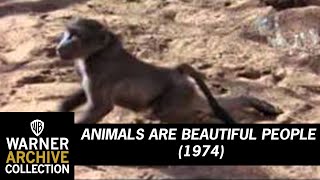 Preview Clip  Animals are Beautiful People  Warner Archive
