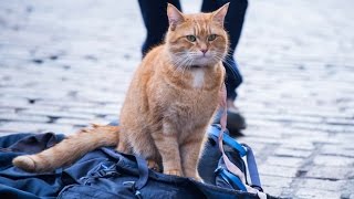 A Street Cat Named Bob  Official Trailer  At Cinemas November 4