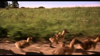 Fly Away Home 1996  Goose
