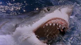 Movie Look Back  Shark Attack 3 Megalodon 2002