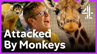 Josh Widdicombe  Alex Brooker Get POUNCED At By Monkeys At London Zoo  One Night In  Channel 4
