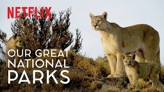 The Secret Lives of Pumas  Our Great National Parks  WildForAll  Netflix