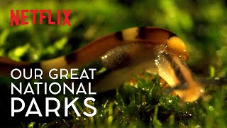 The Horror of the HammerHead Worm  Our Great National Parks  WildForAll  Netflix