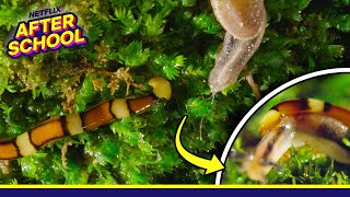 Meet the SlugEating Hammerhead Worm  Our Great National Parks  Netflix After School