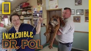 Bloodhounds vs Porcupine  The Incredible Dr Pol