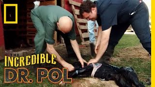 Pulling a Calf  The Incredible Dr Pol