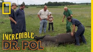 Helping a Downed Horse  The Incredible Dr Pol