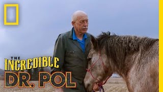 Horse Castration  The Incredible Dr Pol