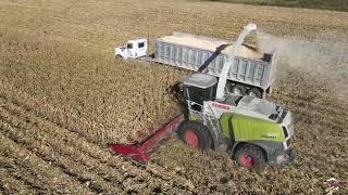 High Moisture Ear Corn Harvest near Bad Axe Michigan