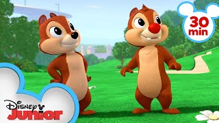 Nutty Tales 30 Minute Compilation  Chip N Dales Nutty Tales  disneyjunior