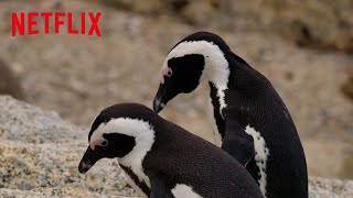 Penguin Lovebirds The Bougainvilleas  Penguin Town  Netflix After School