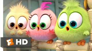 The Angry Birds Movie 2 2019  Wittle Sisters Scene 1010  Movieclips
