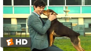 A Dogs Way Home 2018  Finding Her Human Scene 910  Movieclips