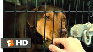 A Dogs Way Home 2018  Goodbye Bella Scene 110  Movieclips
