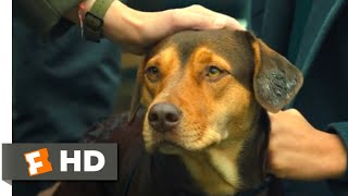 A Dogs Way Home 2018  Standing Up to the Dogcatcher Scene 1010  Movieclips