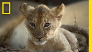 Catching Up with the Lion Cubs  Epic Adventures with Bertie Gregory on Disney