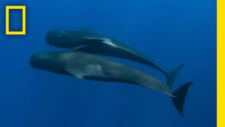 Striking Footage of Pilot Whales  Epic Adventures with Bertie Gregory on Disney