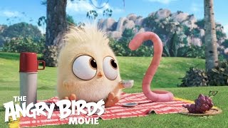 The Angry Birds Movie  See the BrandNew Hatchlings Short In Theaters