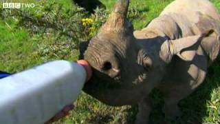 Stephen Fry Bottle Feeds A Cute Baby Rhino  Last Chance to See Return Of The Rhino  BBC Two