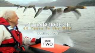 Attenborough 60 Years in the Wild  Trailer  BBC Two