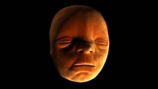 Face Development in the Womb  Inside the Human Body Creation  BBC One