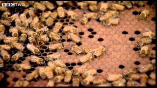 Behind the Beehive  The Code  Episode 2  BBC Two