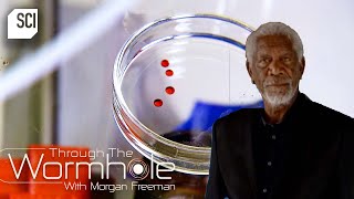 A Look into the Evolutionary Process  Through the Wormhole with Morgan Freeman  Science Channel