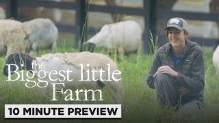 The Biggest Little Farm  10 Minute Preview  Own it now on Bluray DVD  Digital