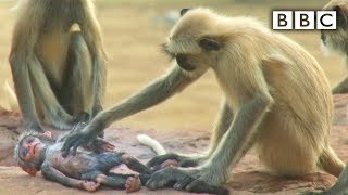Langur monkeys grieve over fake monkey  Spy in the Wild  BBC