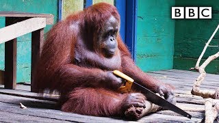 Orangutan saws a tree  Spy in the Wild  BBC