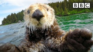 Cute otters intimately filmed by spy camera  Spy in the Wild  BBC