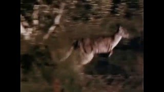 Skippy the Bush Kangaroo 1968  1970 Opening and Closing Theme  With Snippet