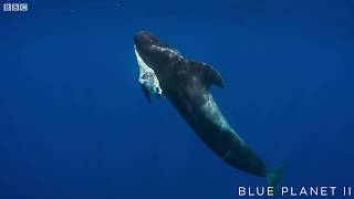 Mother pilot whale grieves over her dead calf   The Blue Planet II Episode 4 preview  BBC One