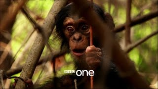 Life Story with David Attenborough Trailer  BBC One