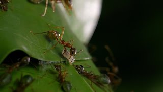 Ant glues home together  Life Story Episode 3 preview  BBC One