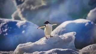 Antarctica Tales By Light Audio Visual