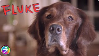 FLUKE 1995 Heart Touching Moment Memories Scene  Family Dog Movie