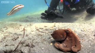 The Elusive Octopus  Wonders of Life  Episode 2 Preview  BBC Two