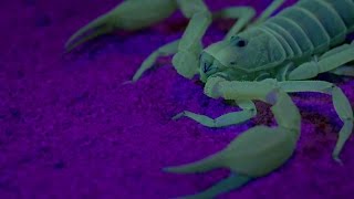 Ultraviolet Scorpion Captures Prey  Wonders of Life with Brian Cox  BBC Earth