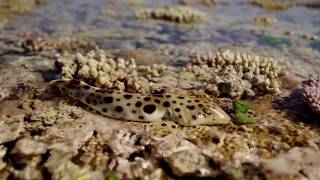 The walking shark  Great Barrier Reef with David Attenborough Episode 3 Preview  BBC One