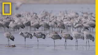 Thousands of Cranes Take Flight in One of Earths Last Great Migrations  National Geographic