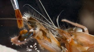 Pistol Shrimps Cavitation Bubble  Richard Hammonds Invisible Worlds  Earth Science