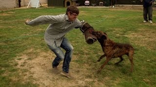 Louis is attacked by a weaponized dog  Louis Therouxs LA Stories Episode 1 Preview  BBC Two
