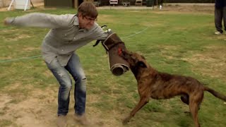 Louis Theroux Attacked by a Dog  Louis Therouxs LA Stories City of Dogs  BBC Studios