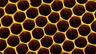 Why do bees build hexagonal honeycombs  Forces of Nature with Brian Cox Episode 1  BBC One