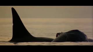 Orca 1977     The last way of killer whale   Ennio Morricone  Michael Anderson