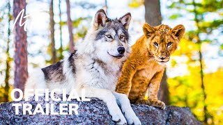 The Wolf and The Lion  Official Trailer 2021