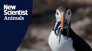 Wild Isles sneak peek David Attenboroughs new show pits puffins against blackheaded gulls