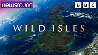 David Attenboroughs New BBC Series Wild Isles Preview   Newsround